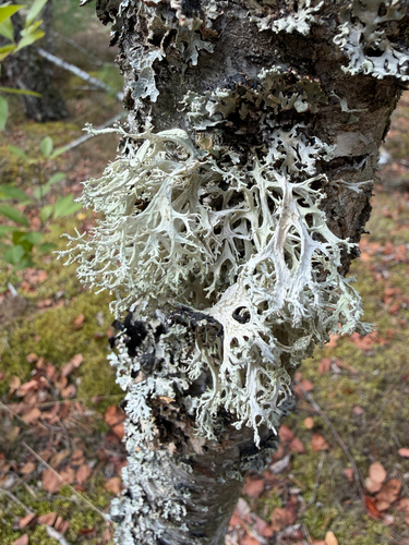 Oakmoss