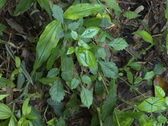 Vitex quinata