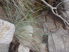 Elymus arizonicus