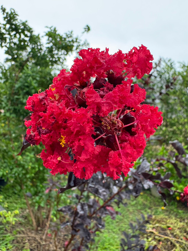 Crape-myrtle