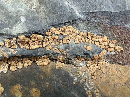 brown cobblestone lichen