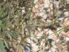 Silene portensis