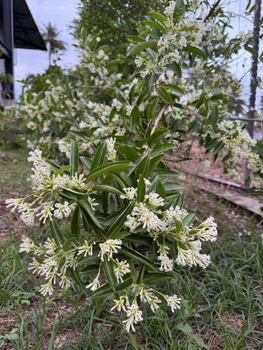 day jessamine