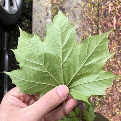 Acer