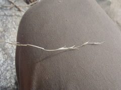 Elymus arizonicus