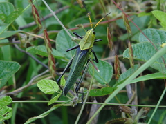 Taeniopoda picticornis