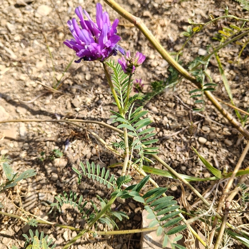 Astragalus onobrychis, photograph 6