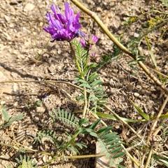 Astragalus onobrychis, photograph (c) Полина Полежанкина, some rights reserved (CC BY)