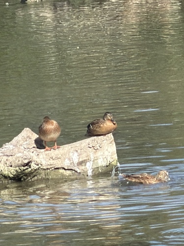 Gadwall