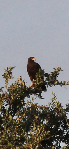 Harris's Hawk