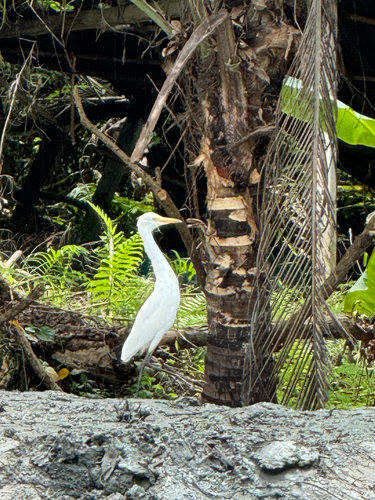 Eastern Cattle-Egret