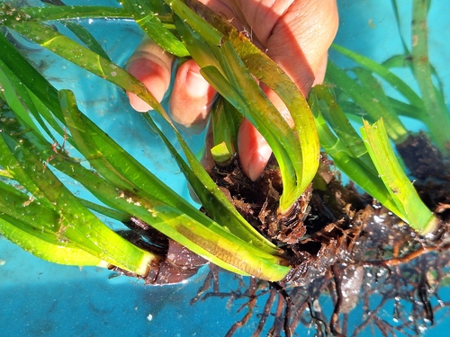 Neptune Grass