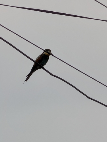 European Bee-eater
