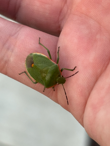 Conchuela Bug