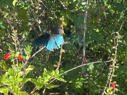 Pipevine Swallowtail