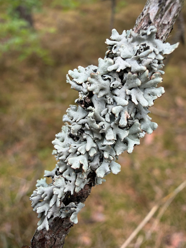 Hooded Tube Lichen