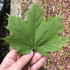 Acer