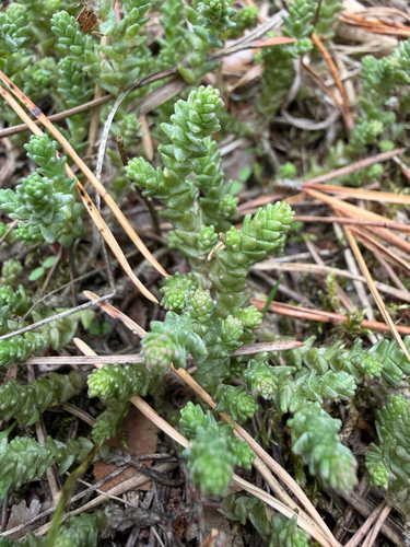 Biting Stonecrop