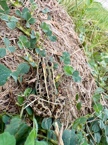 Northern Leopard Frog