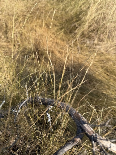 Aristida dichotoma, 2026-09-05