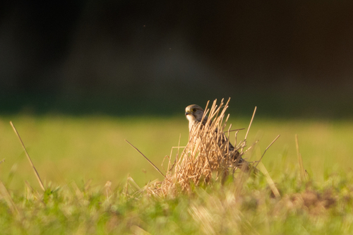 Eurasian Kestrel