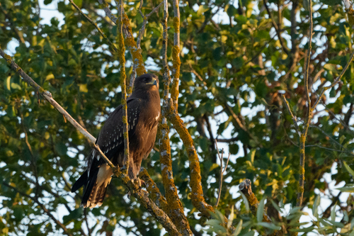Lesser Spotted Eagle