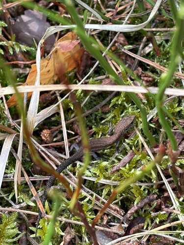 Viviparous Lizard