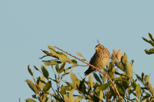 Corn Bunting