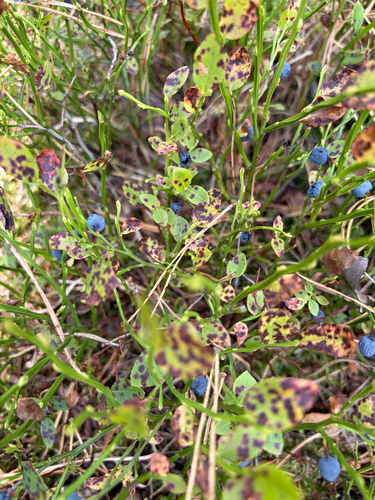 common bilberry