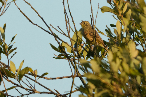 Yellowhammer
