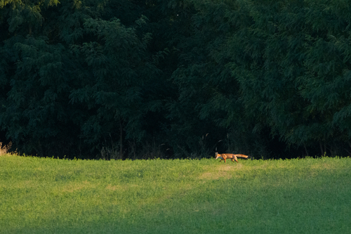 European Red Fox
