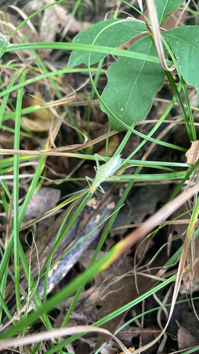 Common Tree Crickets