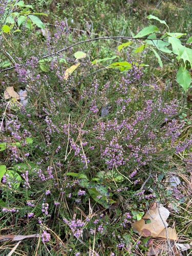 common heather