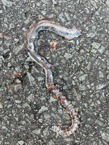 Common Slowworm