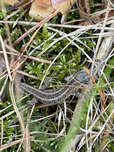 Sand Lizard