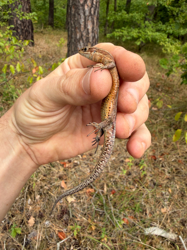 Viviparous Lizard