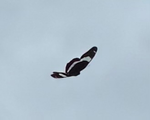 Red-spotted Admiral
