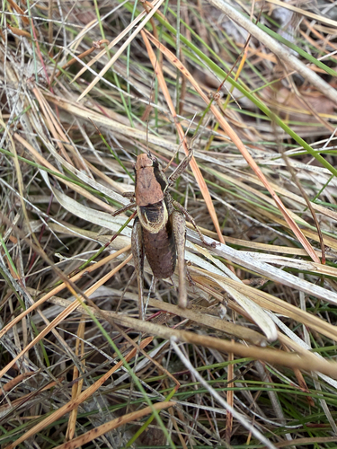 Dark Bush-cricket
