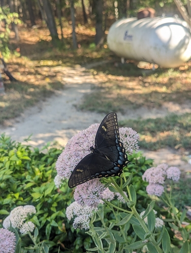Eastern Tiger Swallowtail