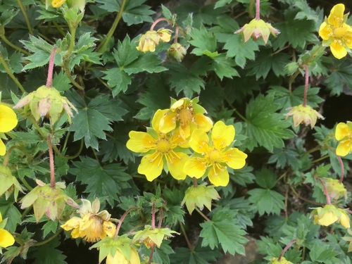 Potentilla eriocarpa, photograph 5