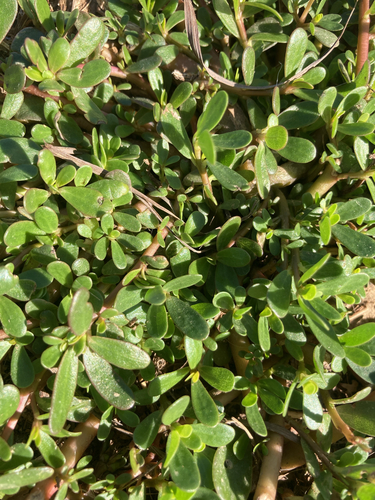 Common Purslane