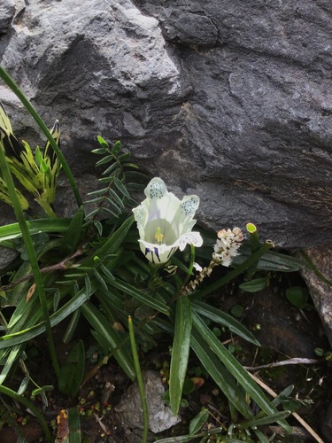 Gentiana algida, photograph 2