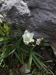 Gentiana algida, photograph (c) 王天明, some rights reserved (CC BY)