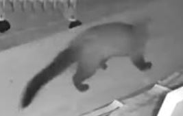 Stone Marten