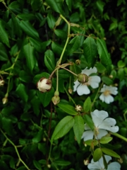 Rosa sempervirens