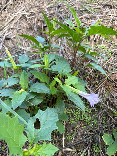 jimsonweed