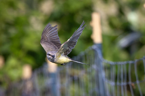 Western Kingbird