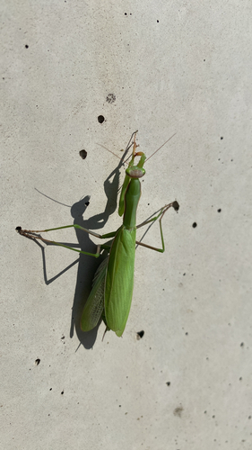 European Mantis