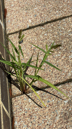 barnyardgrass