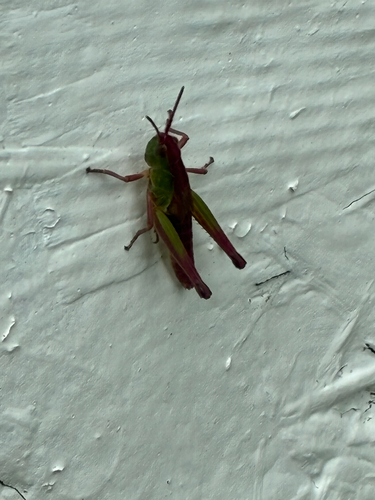 Marsh meadow grasshopper